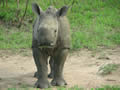 Baby Rhino, Thornybush Game Reserve, &copy;Therese Killeen